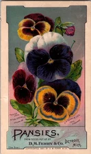 Antique Victorian Trade Card- Pansies - D.M. Ferry - Detroit Michigan