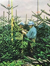 1964 Super Trees on Weyerhaeuser Lands VINTAGE PRINT AD LK64