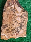 Rough Slab Dead Camel Jasper 178g. 5/16" Thick Lapidary Cabbing #B-7 — photo 2