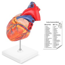 LYOU Human Heart Model, 2-Part Life Size Anatomically Accurate Numbered Heart Me
