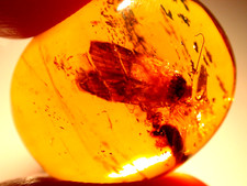 Beautiful GIANT Moth Lepidoptera in Dominican Amber Fossil Gemstone