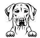 Rhodesian Ridgeback Decal Sticker Car Truck Window Vinyl( choice of 1 any color)