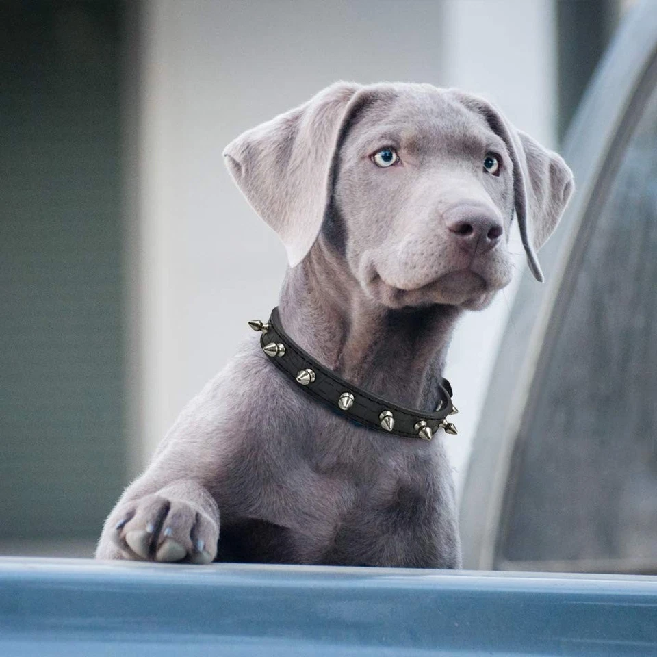 Coleira de cachorro preta com cravos L, pontas de couro, ajustável, anéis para animais de estimação, cães grandes - Imagem 2 de 4