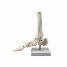 Anatomical Joint Model Detailed Display Human Foot Skeleton Model for Classroom