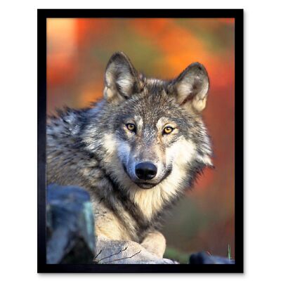 Nature Animal Wolf Grey Canine Hunter Predator 12X16 Inch Framed Art Print