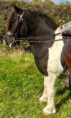 English Made Shetland/kleines Pony Clip Seite/Gras Zügel - Sonderanfertigung - alle Größen