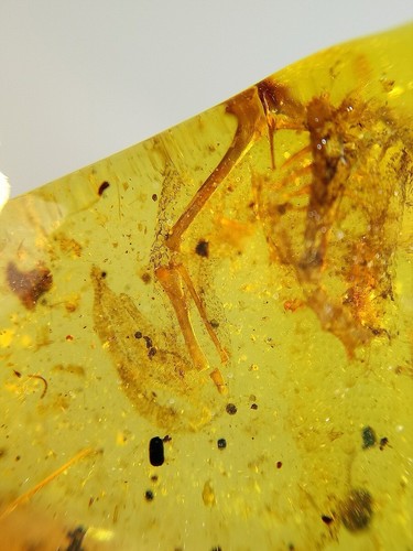 Fossil amber Insect Burmese burmite Cretaceous Lizard skeleton insect Myanmar - Picture 9 of 12