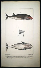 1834,P.L.OUDART ORIGINAL ENGR. FINE ANTiQUE WATERCOLOURING ON RARE WHALES Y1P