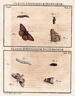 moth caterpillar Schmetterling Tab XI Kupferstich engraving Rösel Rosenhof 1746