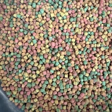 Sugar Glider  Pretty pet pretty bird Sugarglider Sugar Glider