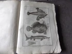 PANCKOUCKE ICHTHCHYOLOGY FISH ORIGINAL ENGRAVING FROM 1788 22 X 31 Cms