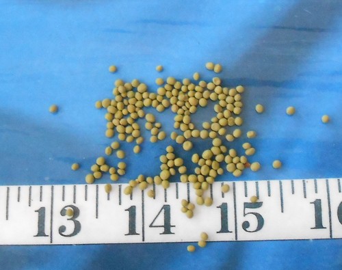 ~ Mustard Seeds ~Vintage~ Dyed Avocado Green ~ 1/4 Tsp~ Sailor's Valentines ~ - Picture 2 of 4
