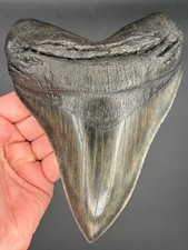 Megalodon Shark Tooth 6.68 Serrated Fossil Shark Teeth