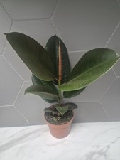 Rubber Plant | Ficus Elastica Robusta | 35-45cm Tall | 12cm Pot | Air Purifying