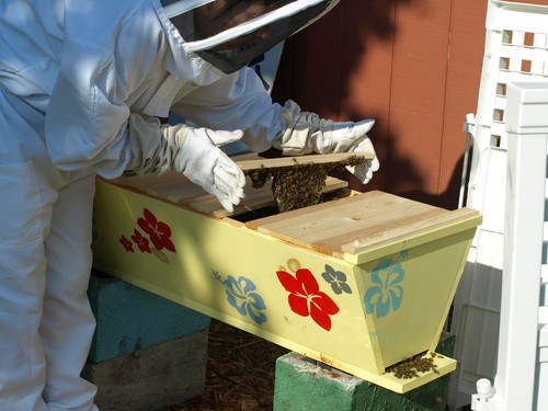 Colmena para abejas, 20 barras superiores patio trasero colmena para mantener abejas - Imagen 9 de 9