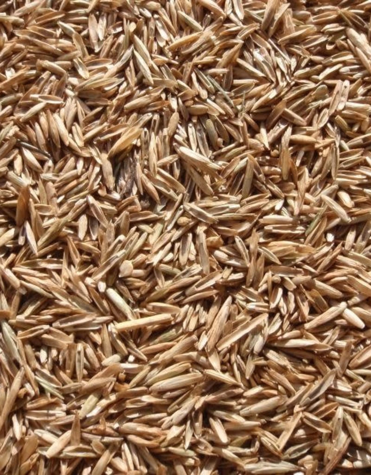 Perennial Ryegrass Seeds for Planting Premium Quality Rye Grass Seed