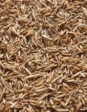 Perennial Ryegrass Seeds for Planting - Premium Quality Rye Grass Seed