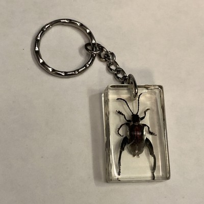 Black Beetle Bug Encased In Acrylic Keyring Keychain Fob 1.5''