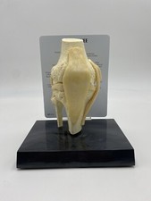 GPI Anatomical - GP1000 - Basic Knee Join Model