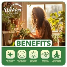 Jamaican Cherry Tree - Strawberry Tree - 4 Live Starter Plants in 2 Inch...