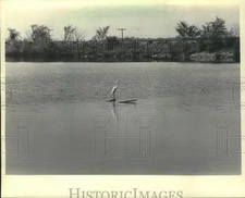 1985 Press Photo An American Egret fishes in a backwater pond on the Mississippi
