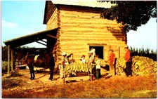 Vintage Stringing Tobacco at Harvest Time Barn Postcard by Dexter Press