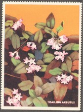 Cinderella Stamp - National Wildlife Federation - Trailing Arbutus - 1939
