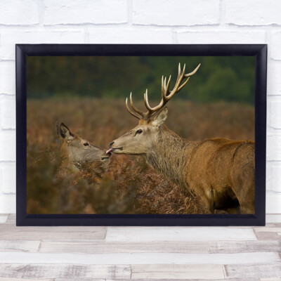 Gestohlener Kuss lecken lecken Zunge Zuneigung Liebe Tierwelt Wild Natur Kunstdruck