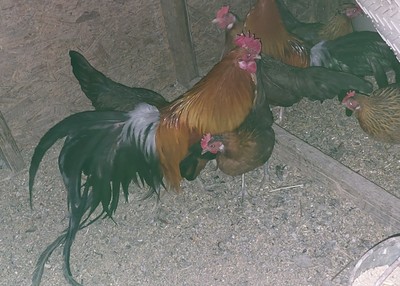 10+ Black Breasted Red Phoenix bantam Chicken Hatching Eggs Bantam Eggs