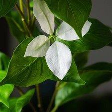 82-144Cm Large Artificial Ficus Tree Fake Magnolia Plants Branch Tall Banyan Tre