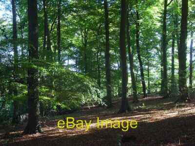 Foto 6x4 Venuswald, Chinnor Sprig's Alley Buchen bilden den Großteil um 2008