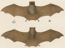 FLEDERMAUS - Phyllorhina caffra, Tiere Afrika - Wilhelm Peters - Stahlstich 1870