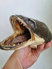 Real RARE Giant Snakehead Fish Paint Skull Taxidermy Mount Skeleton Collection 2