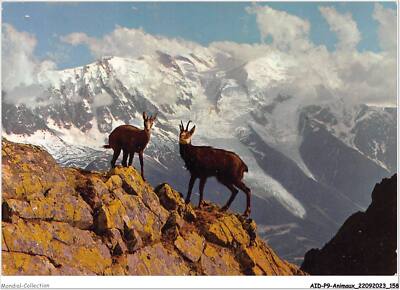 AIDP9-ANIMAUX-0884 - Chamonix - Mont Blanc - Chamois on Red Needles