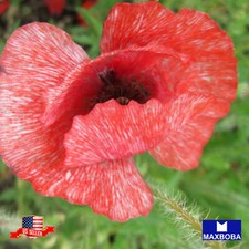 Shirley Poppy Seeds Double Mixed Non-GMO