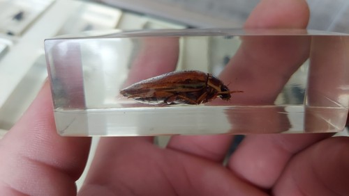 Vintage Set of Beetles and Insects Drenched in Epoxy Resin - Picture 11 of 12