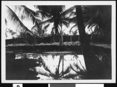 Tree-lined lagoon in Hawaii Old Photo