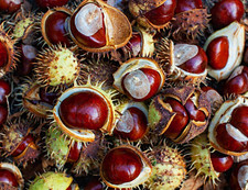 Horse Chestnut (Conkers) Bag Containing 25-30 conkers. Dried And Cleaned.