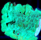 Corals of Eden ~ WYSIWYG Live Coral Frag ~ Kryptonite Leptoseris Coral SPS — photo 7