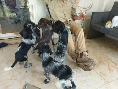 German Wirehaired Pointer Puppies Dogs Puppies Gumtree