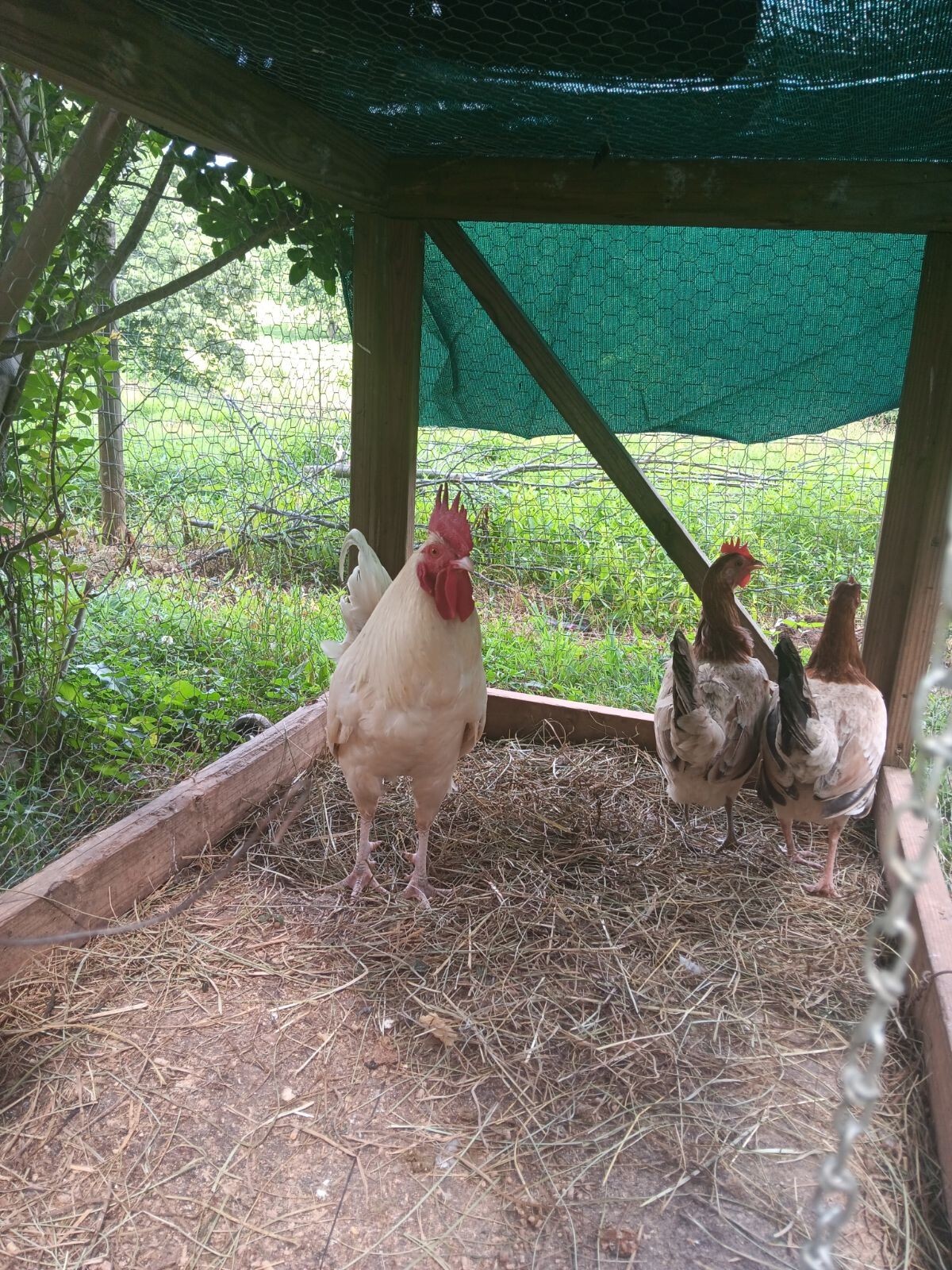 6+ Kelso/Blue Face/Hatch/Leaper/White Kelso Hatching Eggs eBay