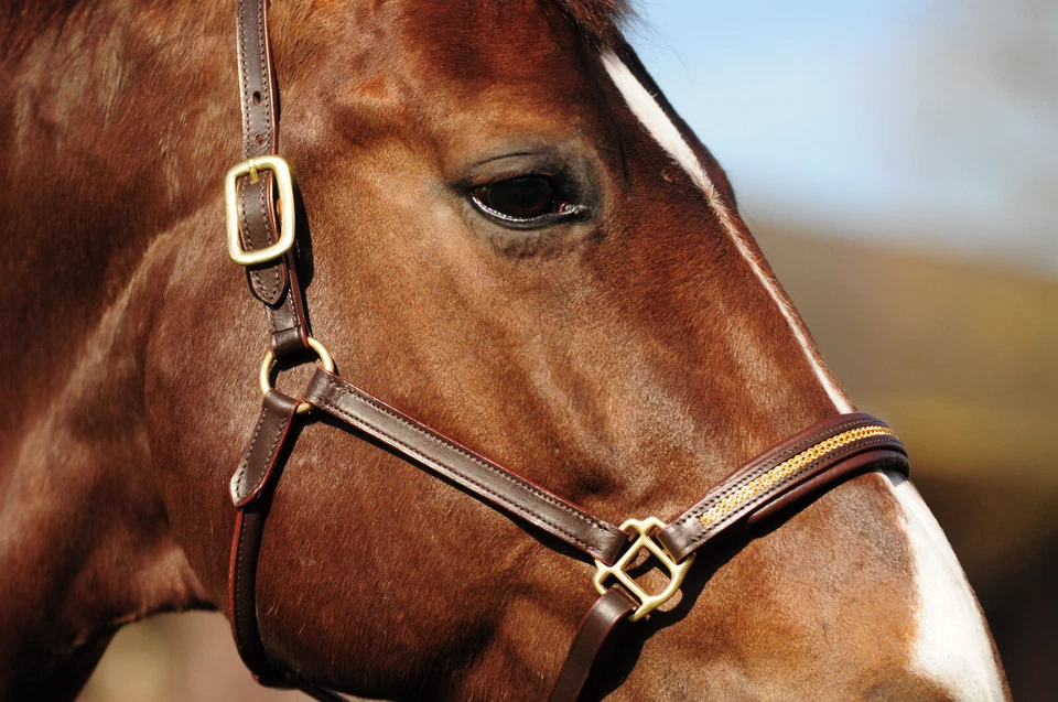 STRASS / LEDER-Halfter, Farbe braun hochwertiges Leder Strass gold, Größe WB - Bild 2 von 3