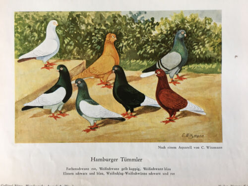 Geschenkidee für Taubenzüchter - nostalgische Kunstdrucke gerahmt - Mövchen - Bild 20 von 38