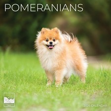 2026 Pomeranians Wall Calendar 12 x 24 Open Giftable Dog Calendar 2026