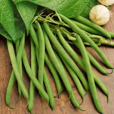 BULK Provider Green Bean Seeds | Non GMO Heirloom Beans Vegetable Seed 2025