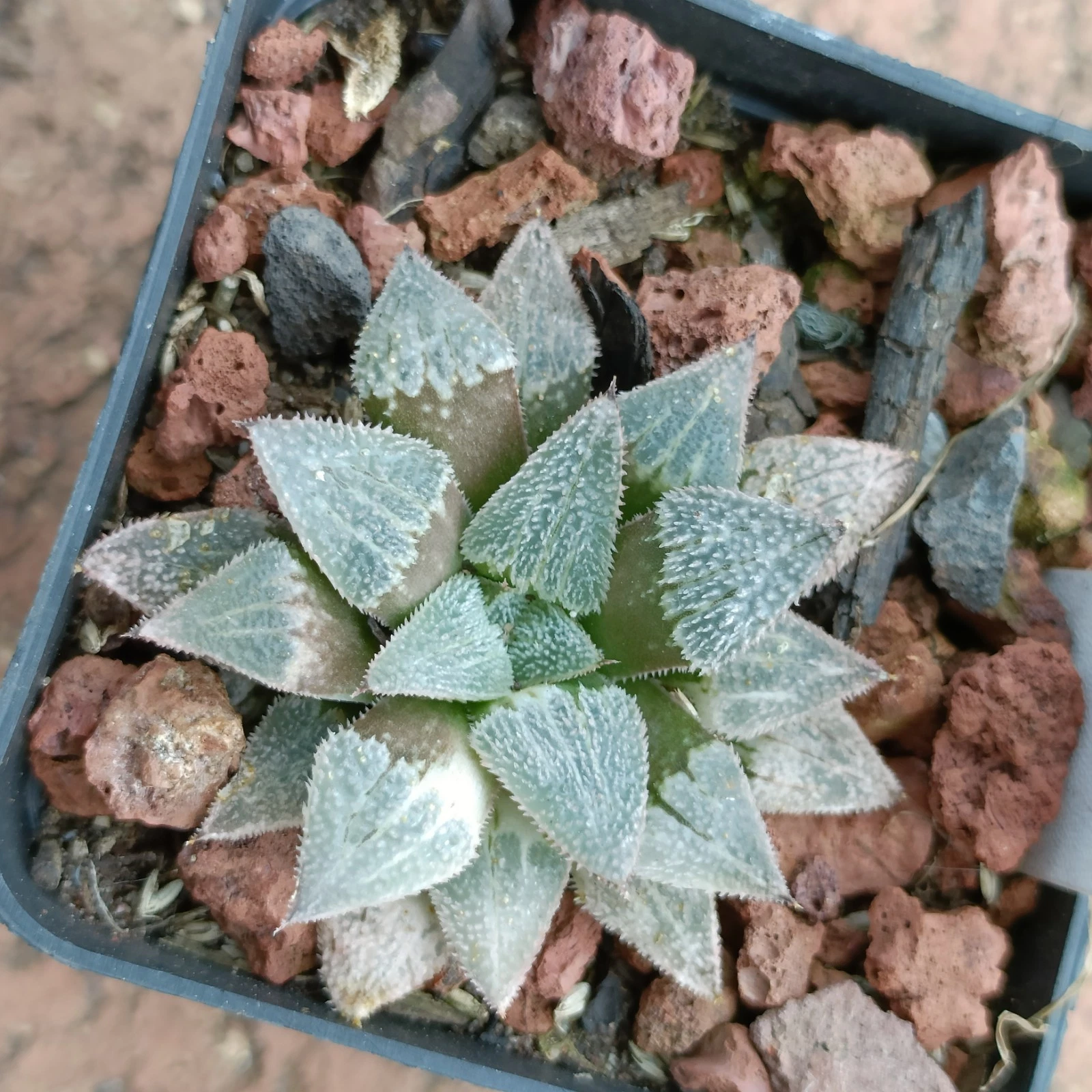 Haworthia Wimii Variegated Rare Succulent plant
Opens in a new window or tab