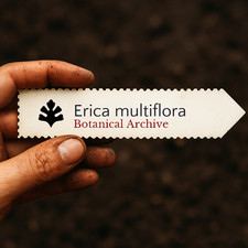 Heather multiflora SEEDS - - SEED Heather multiflora | Heather