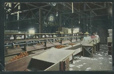 CA Denverton 1909 DPO-3 PM WOMEN GRADING ORANGES Packing House by M. Rieder 