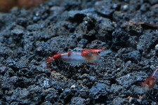 10 Red Rili Live Aquarium Shrimp Neocaridina by SoShrimp