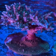 live coral Forest Green Acropora Frag up to 1.5”"coralSLover"